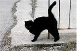 kote