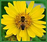 bee1